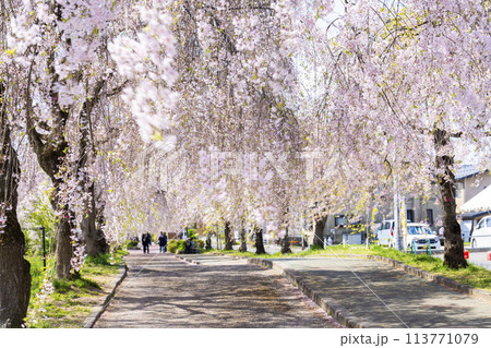 春の桜並木 日中線のしだれ桜 福島県喜多方市 春の桜並木 日中線のしだれ桜 福島県喜多方市 113771079