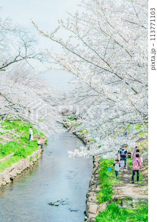 元荒川の桜並木 元荒川の桜並木 113771103