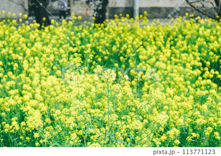 桜と菜の花 フィルム写真 桜と菜の花 フィルム写真 113771123