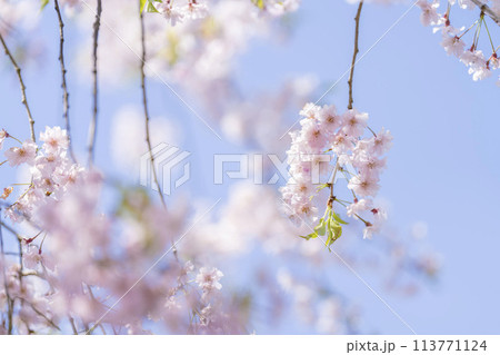春の桜並木　日中線のしだれ桜　福島県喜多方市 113771124