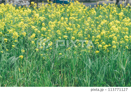 菜の花　フィルム風 113771127