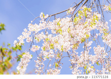 春の桜並木　日中線のしだれ桜　福島県喜多方市 113771128