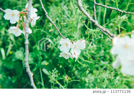 桜 フィルム風 桜 フィルム風 113771136