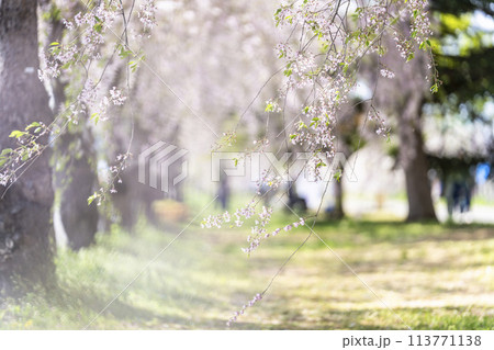 春の桜並木　日中線のしだれ桜　福島県喜多方市 113771138
