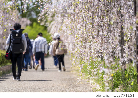 春の桜並木 日中線のしだれ桜 福島県喜多方市 春の桜並木 日中線のしだれ桜 福島県喜多方市 113771151
