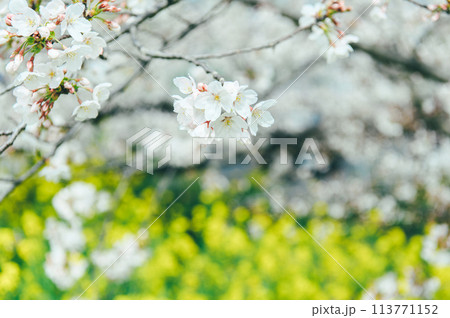 桜と菜の花 フィルム写真 桜と菜の花 フィルム写真 113771152