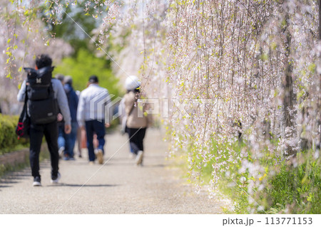 春の桜並木 日中線のしだれ桜 福島県喜多方市 春の桜並木 日中線のしだれ桜 福島県喜多方市 113771153