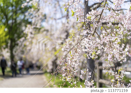 春の桜並木　日中線のしだれ桜　福島県喜多方市 113771159
