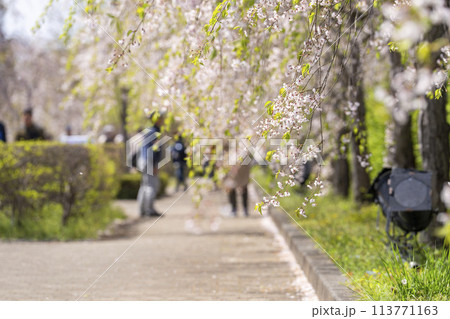 春の桜並木 日中線のしだれ桜 福島県喜多方市 春の桜並木 日中線のしだれ桜 福島県喜多方市 113771163