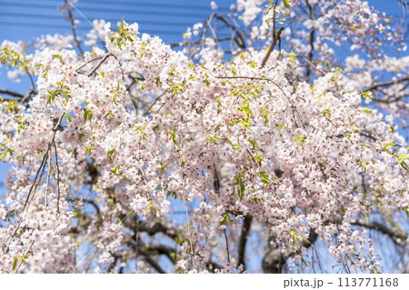 春の桜並木　日中線のしだれ桜　福島県喜多方市 113771168