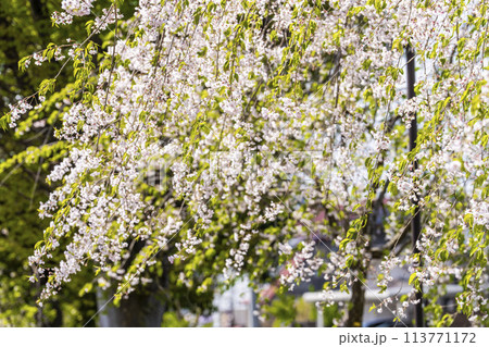 春の桜並木　日中線のしだれ桜　福島県喜多方市 113771172
