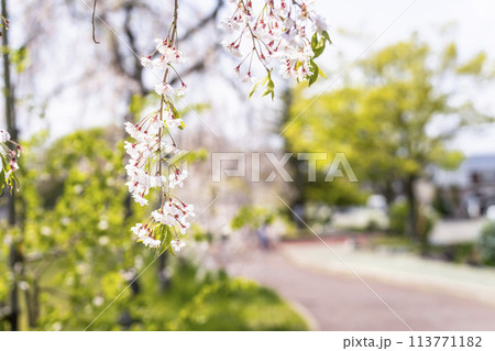 春の桜並木 日中線のしだれ桜 福島県喜多方市 春の桜並木 日中線のしだれ桜 福島県喜多方市 113771182