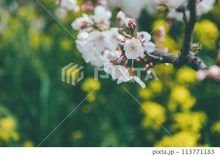 桜と菜の花 フィルム写真 桜と菜の花 フィルム写真 113771183