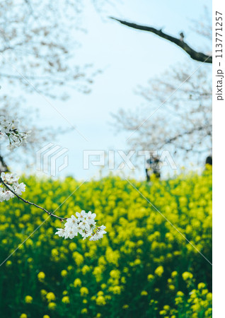 桜と菜の花　フィルム写真 113771257