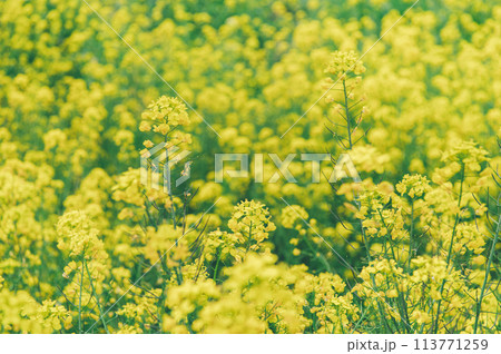 フィルム風の菜の花 113771259