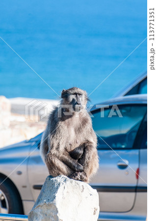 Baboon near cape of good hope Baboon near cape of good hope 113771351