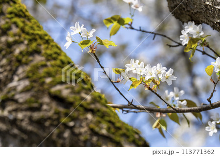春の桜並木　日中線のしだれ桜　福島県喜多方市 113771362
