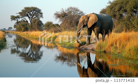 African elephants drinking at a waterhole, National Park Botswana African elephants drinking at a waterhole, National Park Botswana 113771418