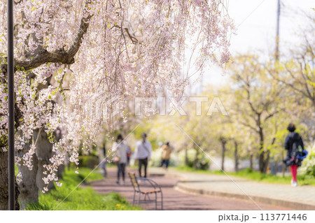 春の桜並木　日中線のしだれ桜　福島県喜多方市 113771446