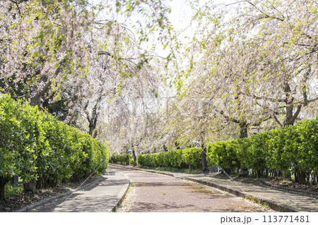 春の桜並木　日中線のしだれ桜　始端側　福島県喜多方市 113771481
