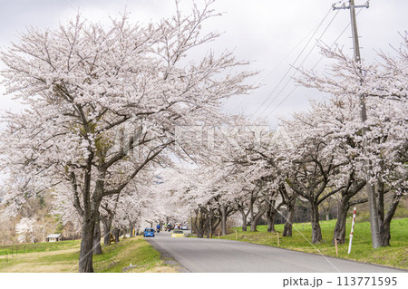 春の桜並木　満開の町営磐梯山牧場の桜　福島県猪苗代町 113771595