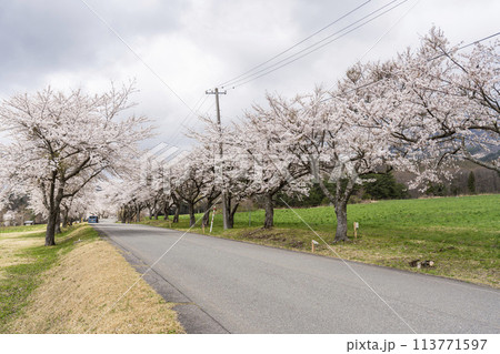春の桜並木 満開の町営磐梯山牧場の桜 福島県猪苗代町 春の桜並木 満開の町営磐梯山牧場の桜 福島県猪苗代町 113771597