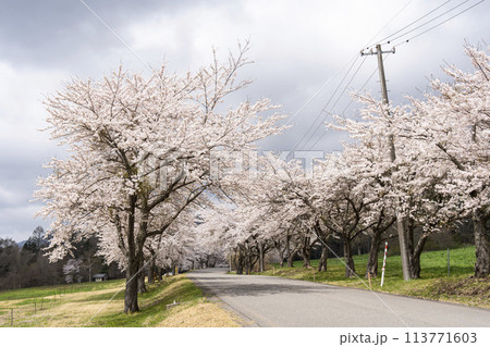 春の桜並木 満開の町営磐梯山牧場の桜 福島県猪苗代町 春の桜並木 満開の町営磐梯山牧場の桜 福島県猪苗代町 113771603