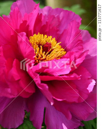 赤い牡丹の花 赤い牡丹の花 113771617