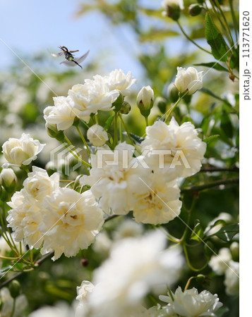 白モッコウバラ 113771620