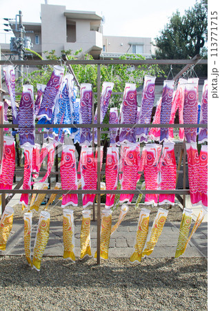 鯉のぼり 鯉のぼり 113771715