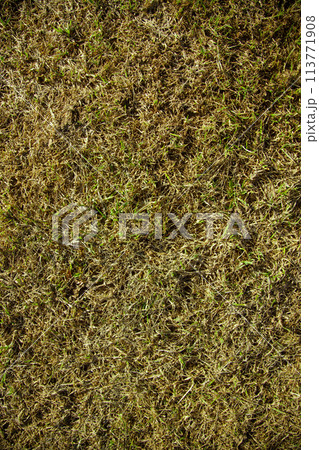 Yellow leaves on red grass background. Lawn Yellow leaves on red grass background. Lawn 113771908