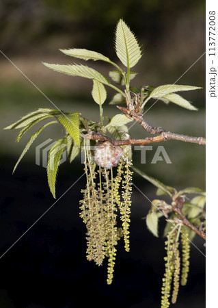 クヌギの虫えい クヌギの虫えい 113772008