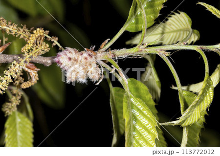 クヌギの虫えい 113772012