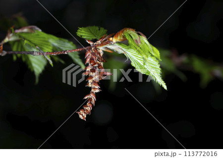 アカシデ 113772016