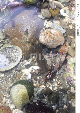 イソヘラムシ イソヘラムシ 113772024