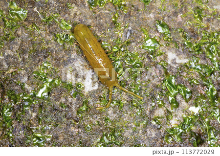 イソヘラムシ 113772029