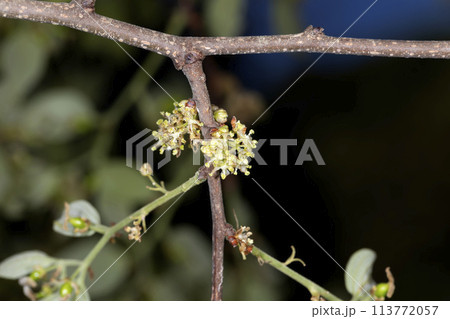 エノキ エノキ 113772057