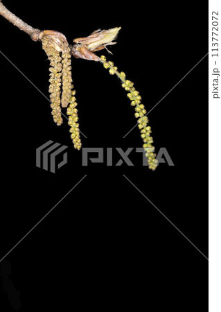 クヌギ クヌギ 113772072