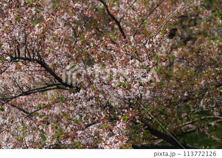 春の公園に咲く散りかけのソメイヨシノの桜の花の様子 113772126
