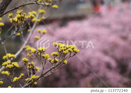 黄色い花びらの満開のサンシュユの花が咲く枝のアップの風景 黄色い花びらの満開のサンシュユの花が咲く枝のアップの風景 113772140