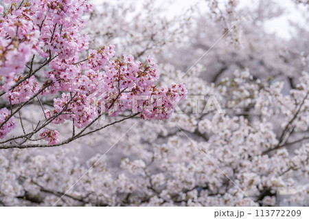 春の桜並木 満開の観音寺川の桜 福島県猪苗代町 春の桜並木 満開の観音寺川の桜 福島県猪苗代町 113772209