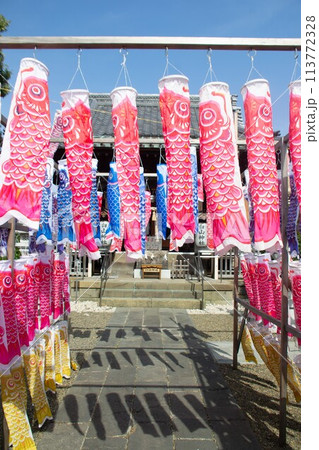 鯉のぼり 鯉のぼり 113772328