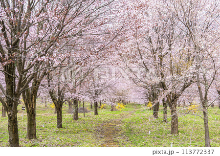 春の桜峠　満開のオオヤマザクラ　福島県北塩原村 113772337