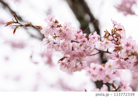 春の桜峠 満開のオオヤマザクラ 福島県北塩原村 春の桜峠 満開のオオヤマザクラ 福島県北塩原村 113772339