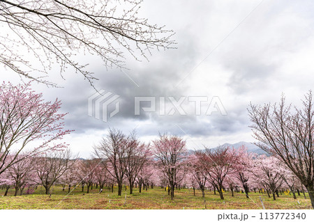 春の桜峠 満開のオオヤマザクラ 福島県北塩原村 春の桜峠 満開のオオヤマザクラ 福島県北塩原村 113772340