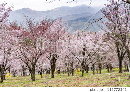 春の桜峠 満開のオオヤマザクラ 福島県北塩原村 春の桜峠 満開のオオヤマザクラ 福島県北塩原村 113772341