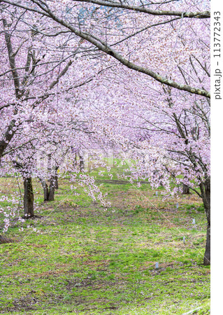 春の桜峠 満開のオオヤマザクラ 福島県北塩原村 春の桜峠 満開のオオヤマザクラ 福島県北塩原村 113772343