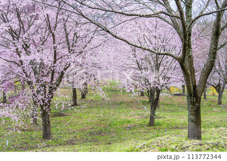 春の桜峠 満開のオオヤマザクラ 福島県北塩原村 春の桜峠 満開のオオヤマザクラ 福島県北塩原村 113772344