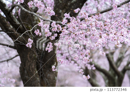 春の桜峠 満開のオオヤマザクラ 福島県北塩原村 春の桜峠 満開のオオヤマザクラ 福島県北塩原村 113772346