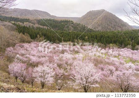 春の桜峠　満開のオオヤマザクラ　福島県北塩原村 113772350
